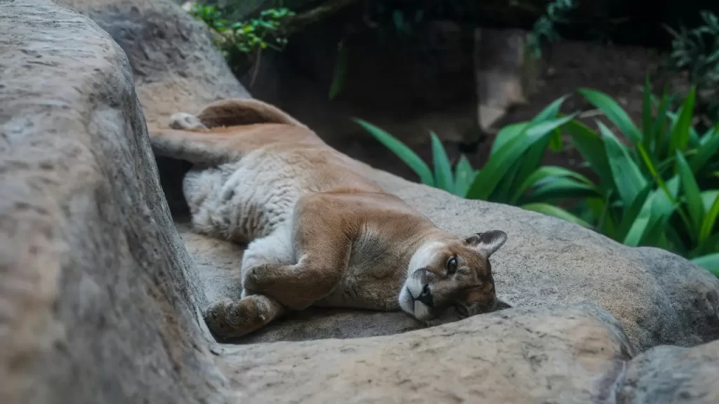 Por que os gatos ronronam