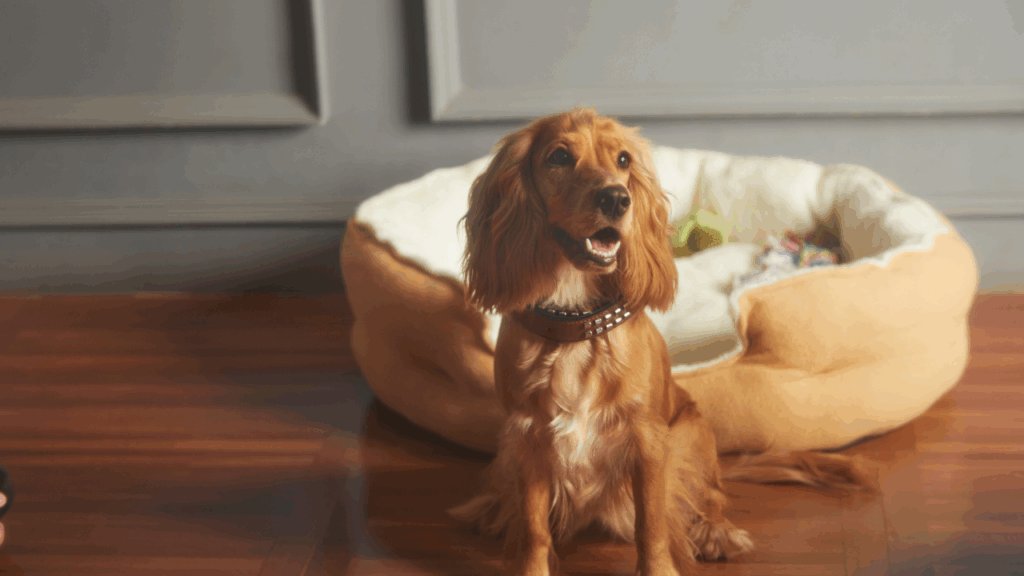 Novos Lançamentos do Mundo Pet