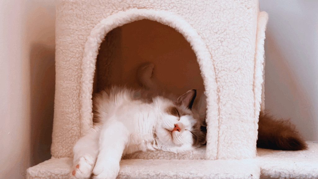 Novos Lançamentos do Mundo Pet