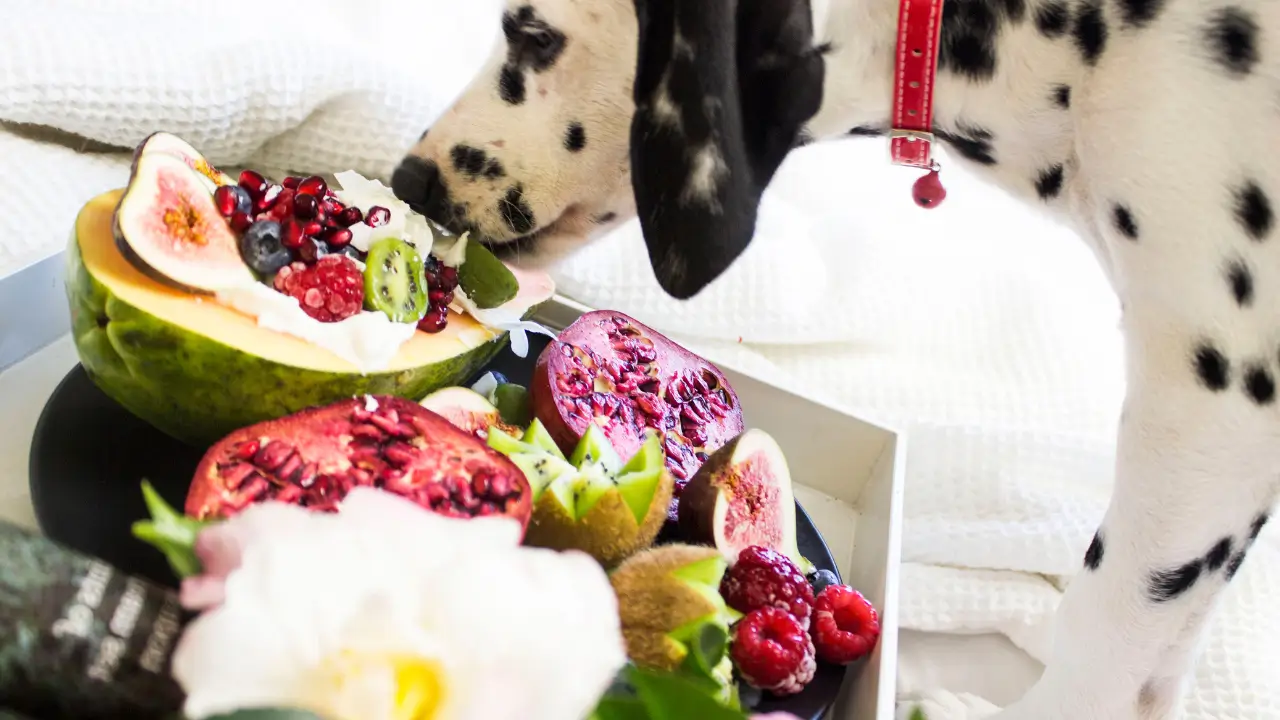 10 alimentos poderosos que todo dono de cão deve saber