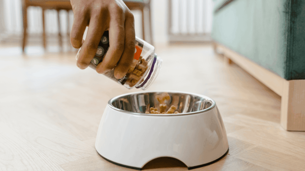 Erros na alimentação de cães