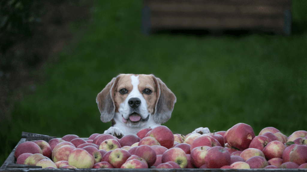 10 Alimentos Poderosos que Todo Dono de Cão Deve Conhecer