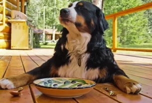 Erros na alimentação de cães