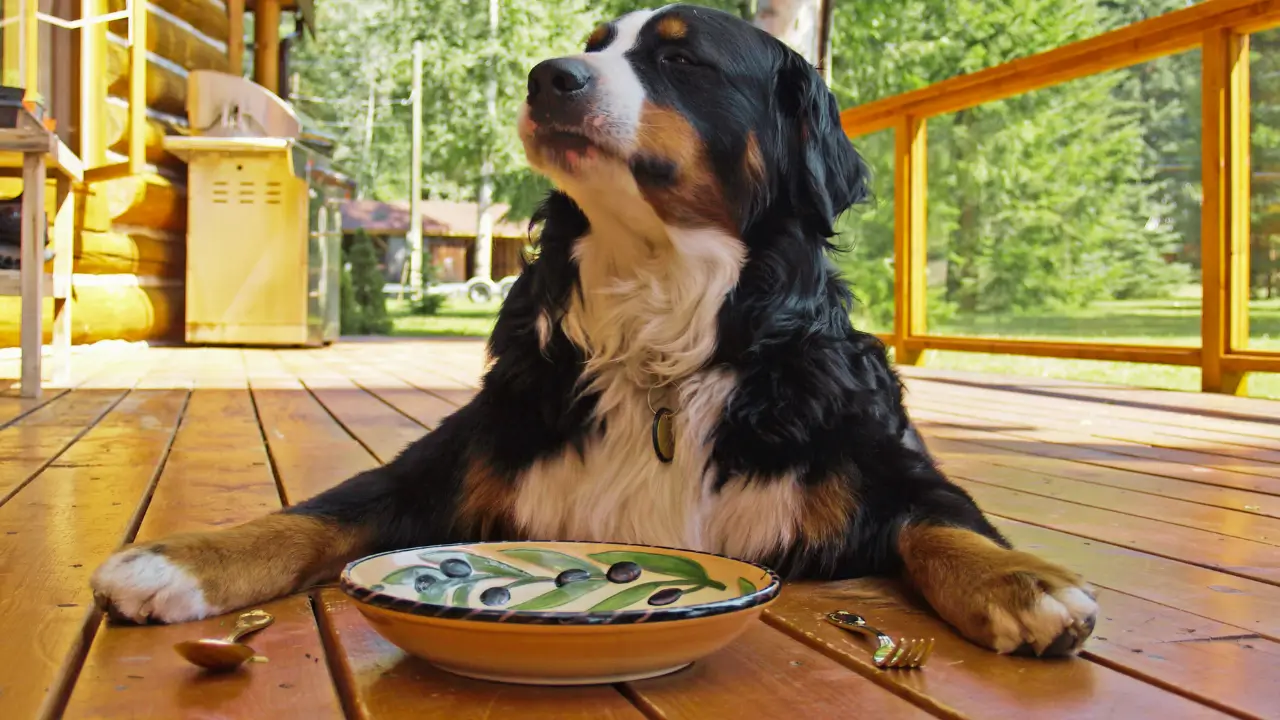 Erros na alimentação de cães