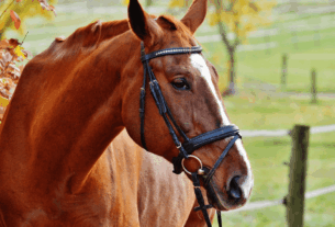 cuidados com cavalos