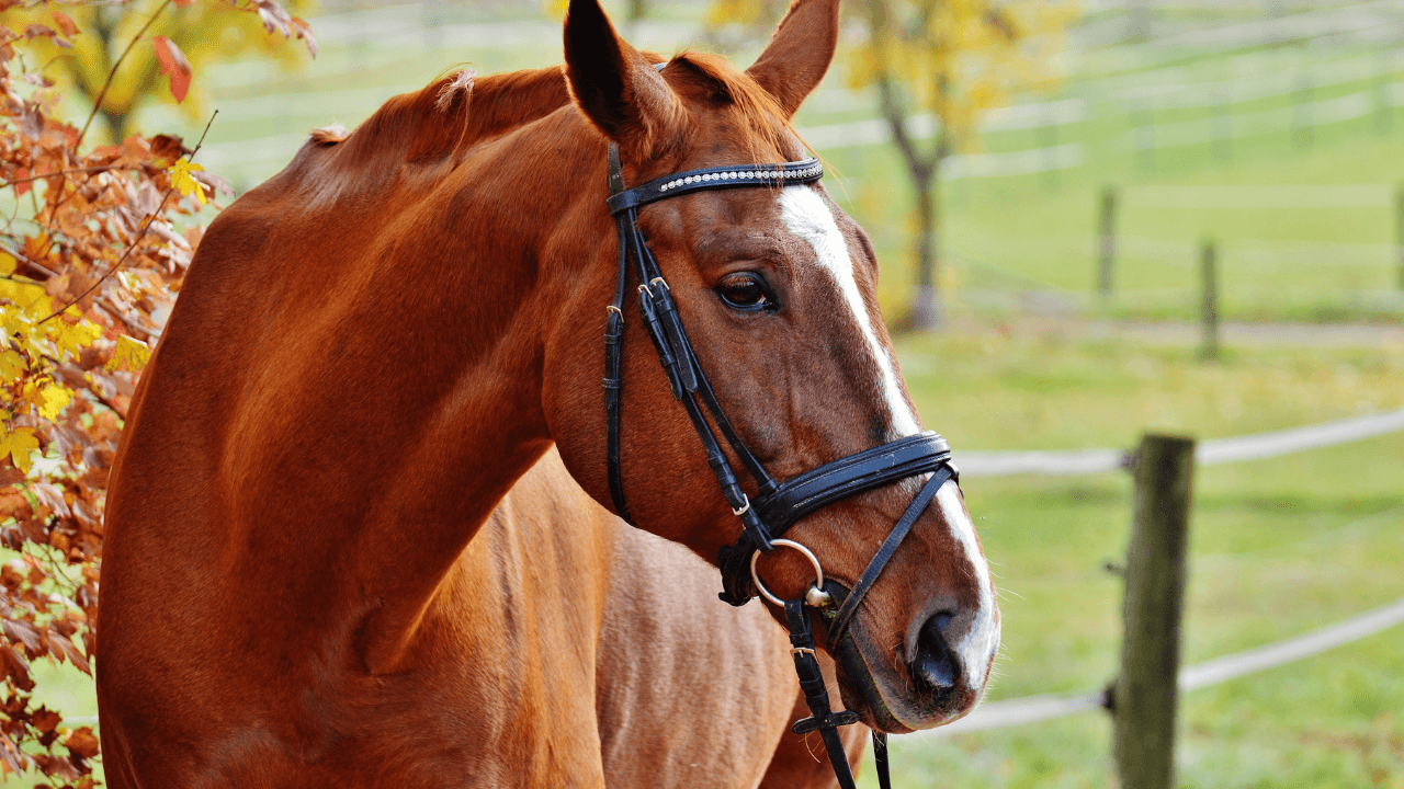 cuidados com cavalos