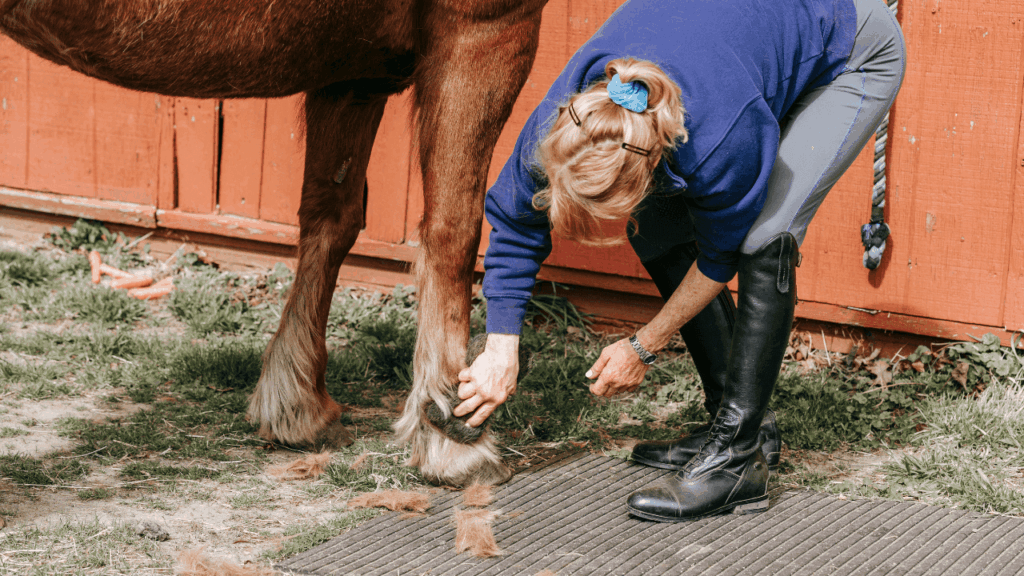 cuidados com cavalos