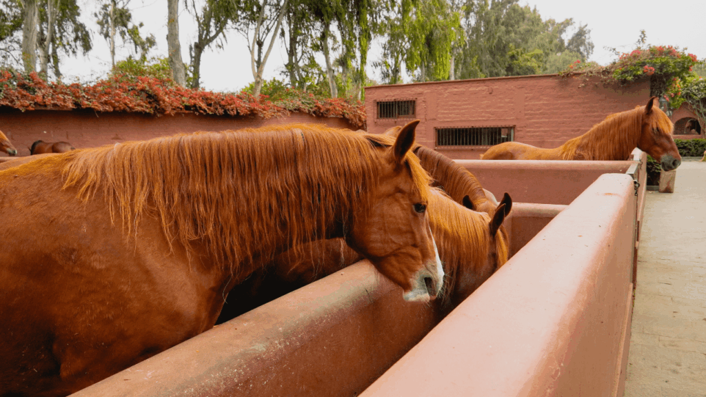 cuidados com cavalos