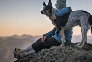 cães sentem quando você está triste