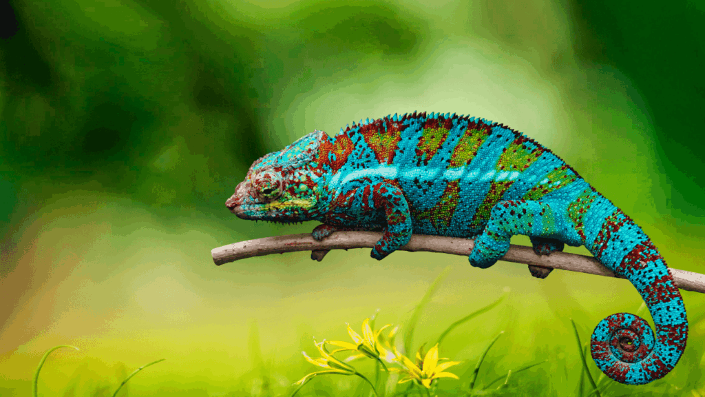 camaleões como pet