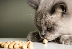alimentação natural para gatos
