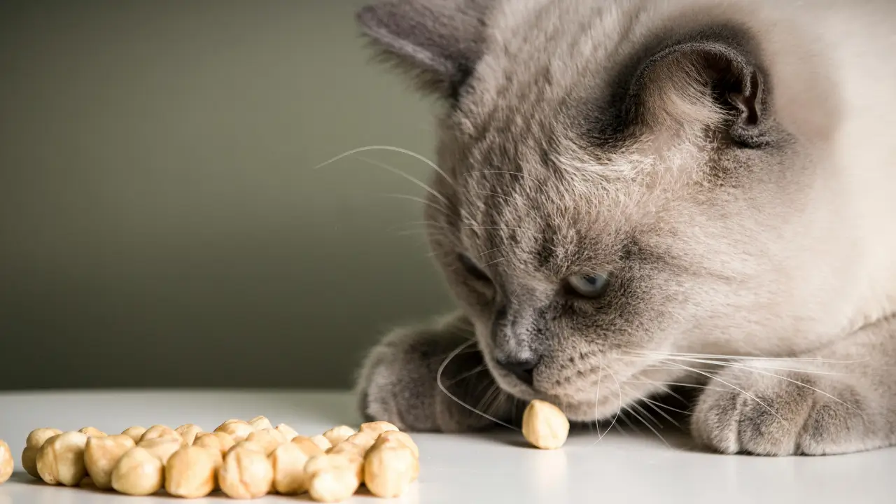 alimentação natural para gatos