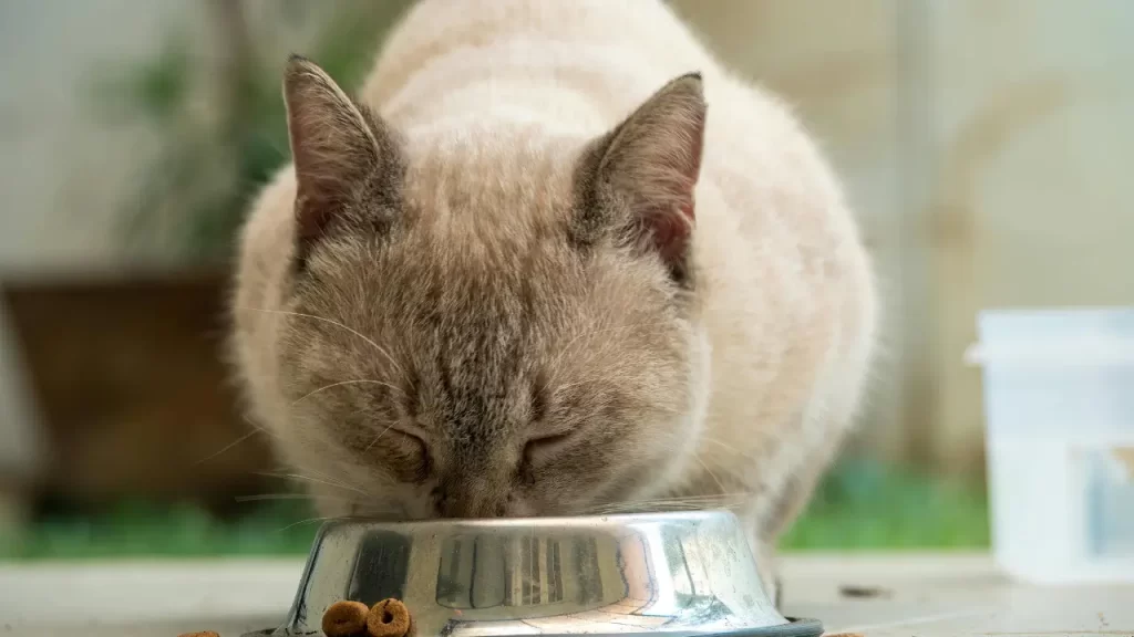 alimentação natural para gatos