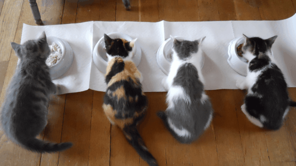 alimentação natural para gato