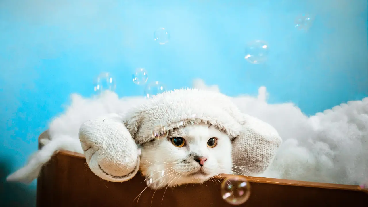 Do Pet Shop ao Spa: A Era dos Novos Cuidados de Beleza Pet