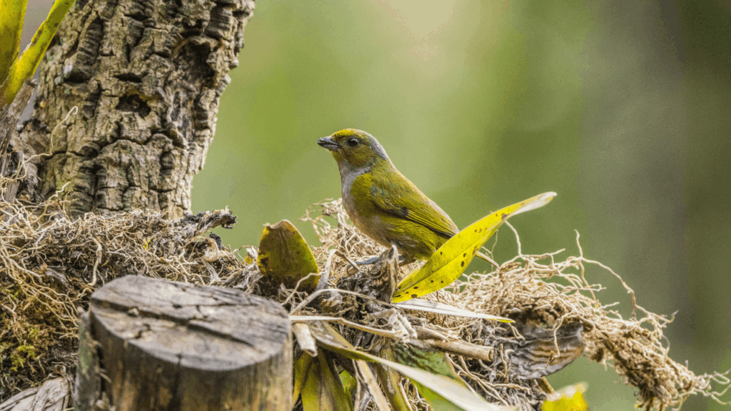 Você sabia? Pets que se automedicam: zoofarmacognosia