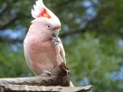 Cacatua: cuidados e curiosidades da ave mais carismática