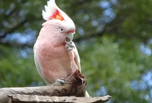 Cacatua: cuidados e curiosidades da ave mais carismática