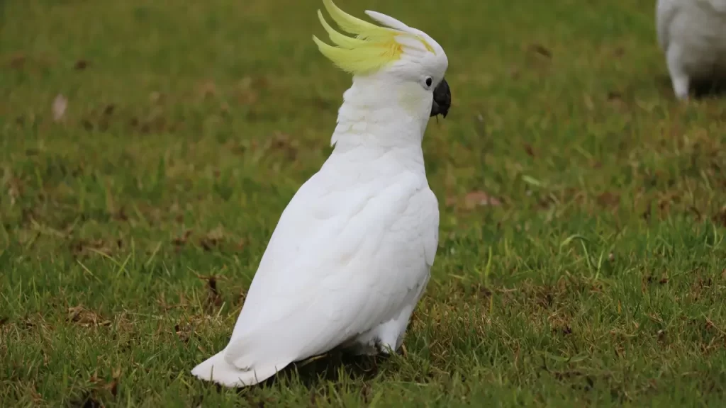Cacatua: cuidados e curiosidades da ave mais carismática
