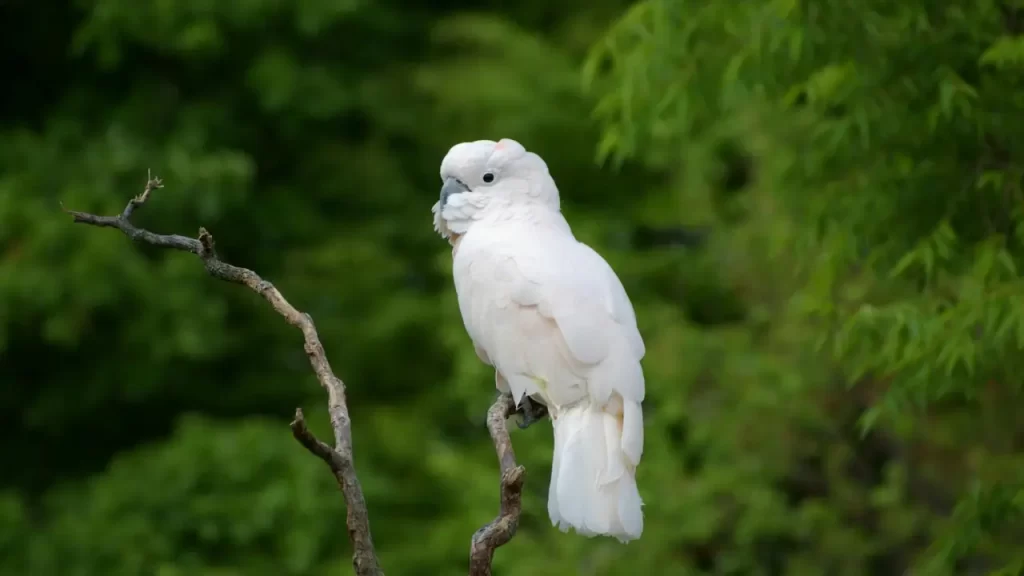 Cacatua: cuidados e curiosidades da ave mais carismática