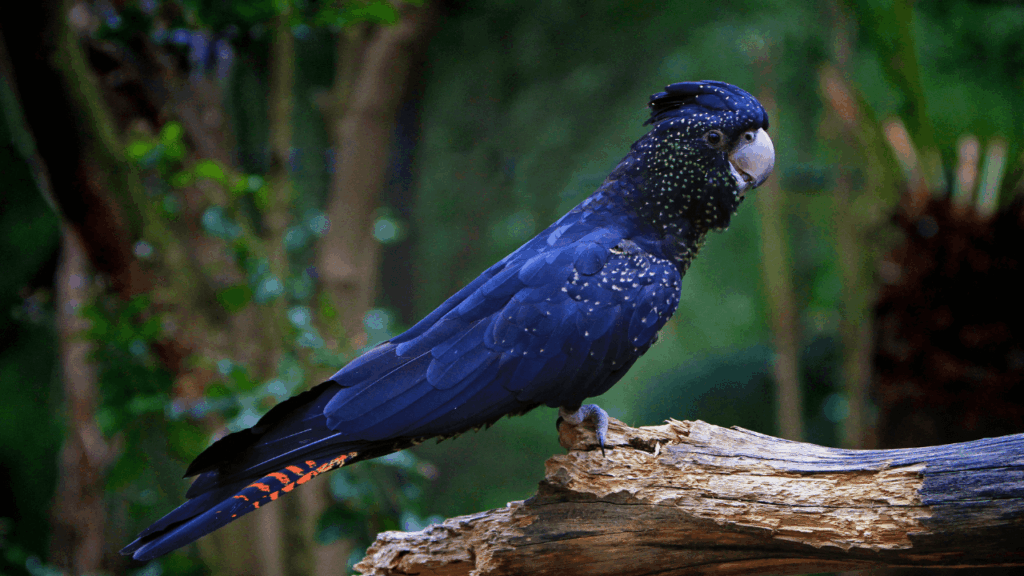 Cacatua: cuidados e curiosidades da ave mais carismática