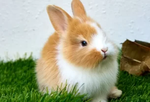 alimentação de coelhos