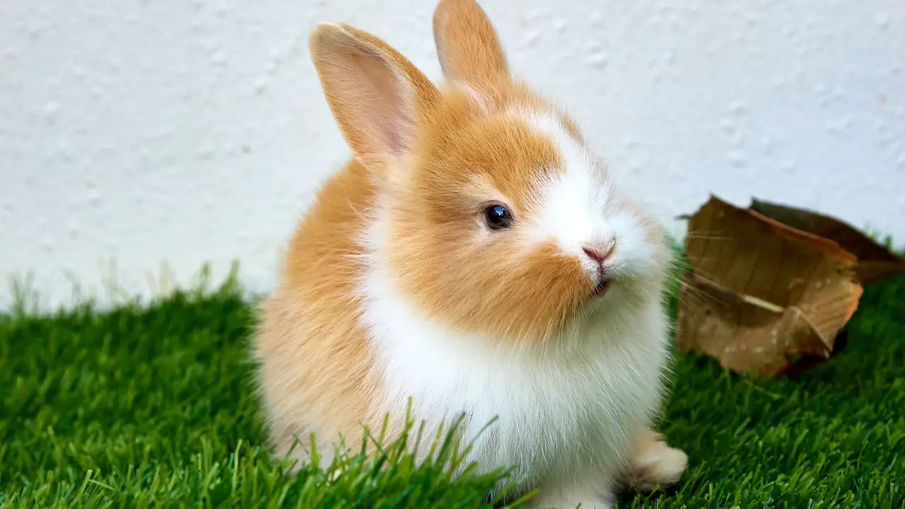 alimentação de coelhos