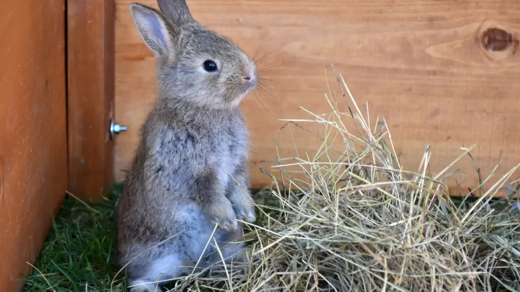 alimentação de coelho