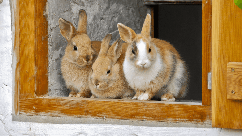 alimentação de coelho