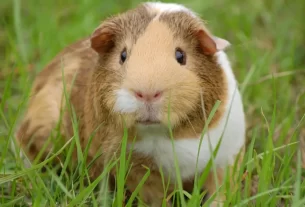 Porquinhos-da-índia