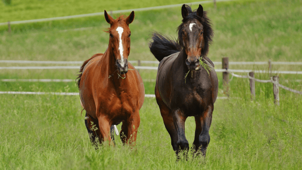 cuidados com cavalos