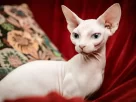 Gato Sphynx