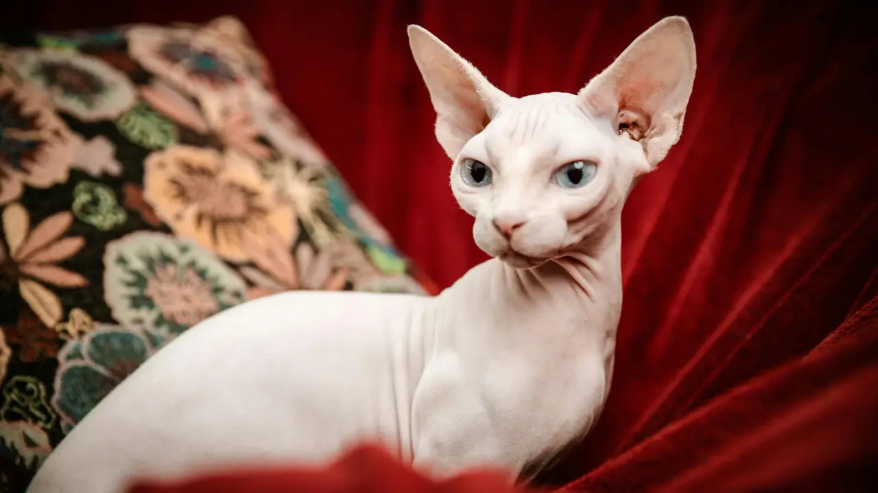 Gato Sphynx