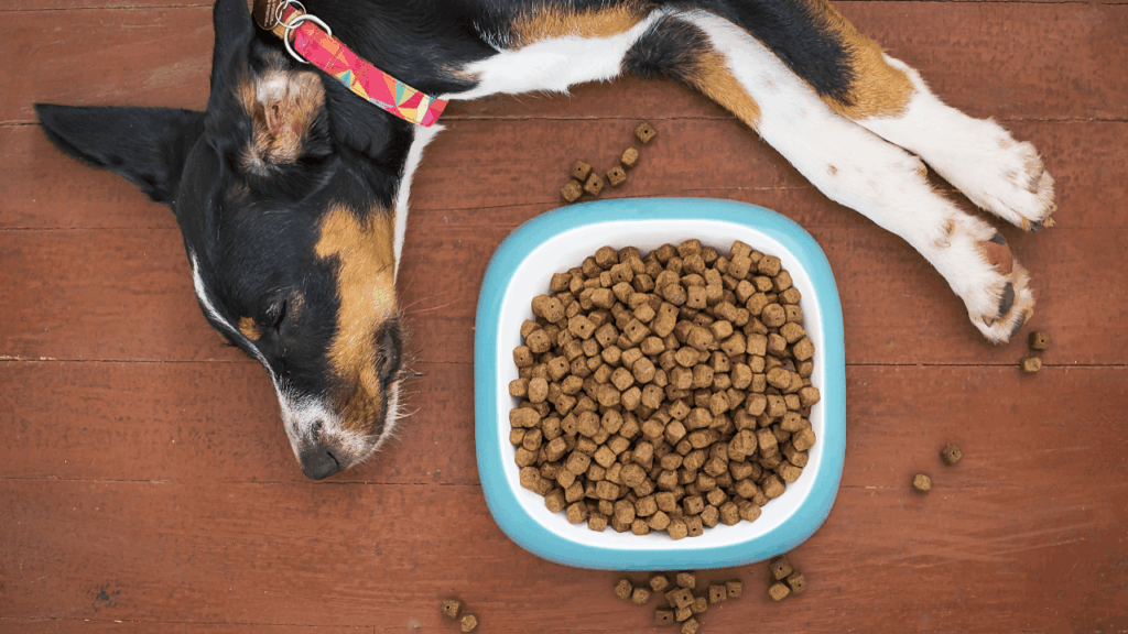 Nutri Pet: Guia essencial para escolher a melhor ração