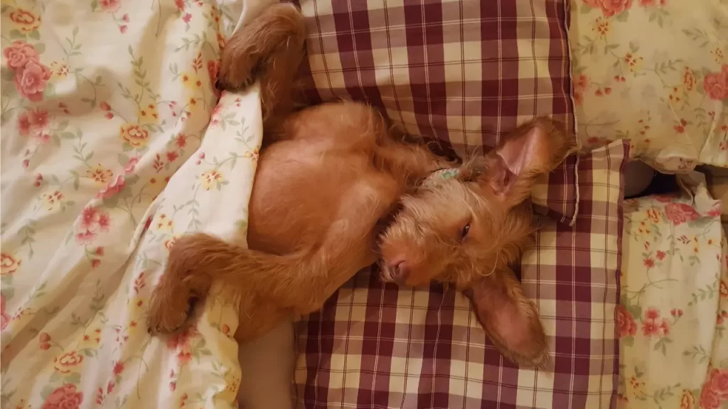 pets sonham com donos