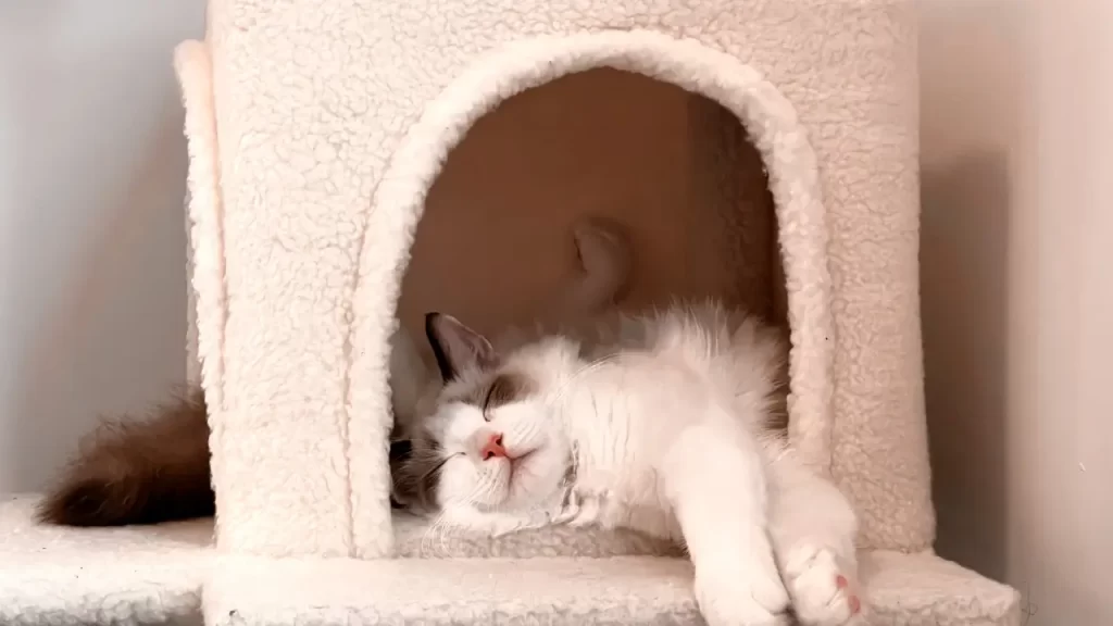 pets sonham com donos