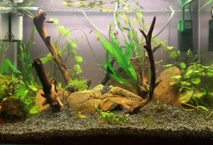 cuidados com aquários e os peixes