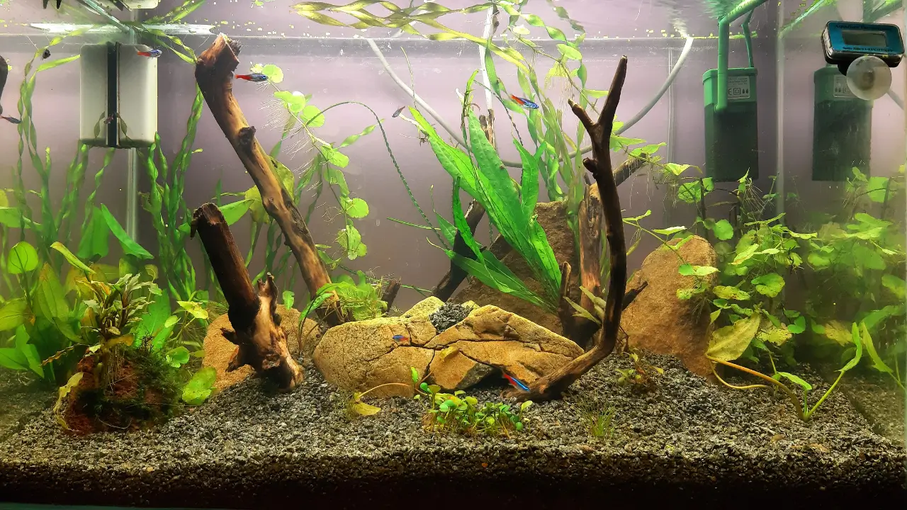 cuidados com aquários e os peixes