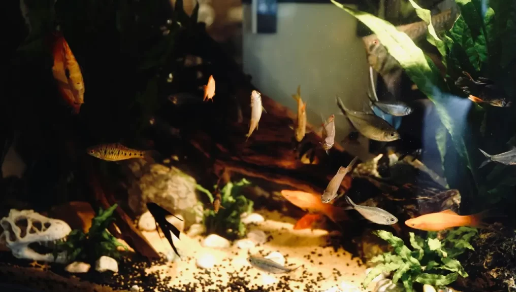 Cuidados com o Aquário e os Peixes
