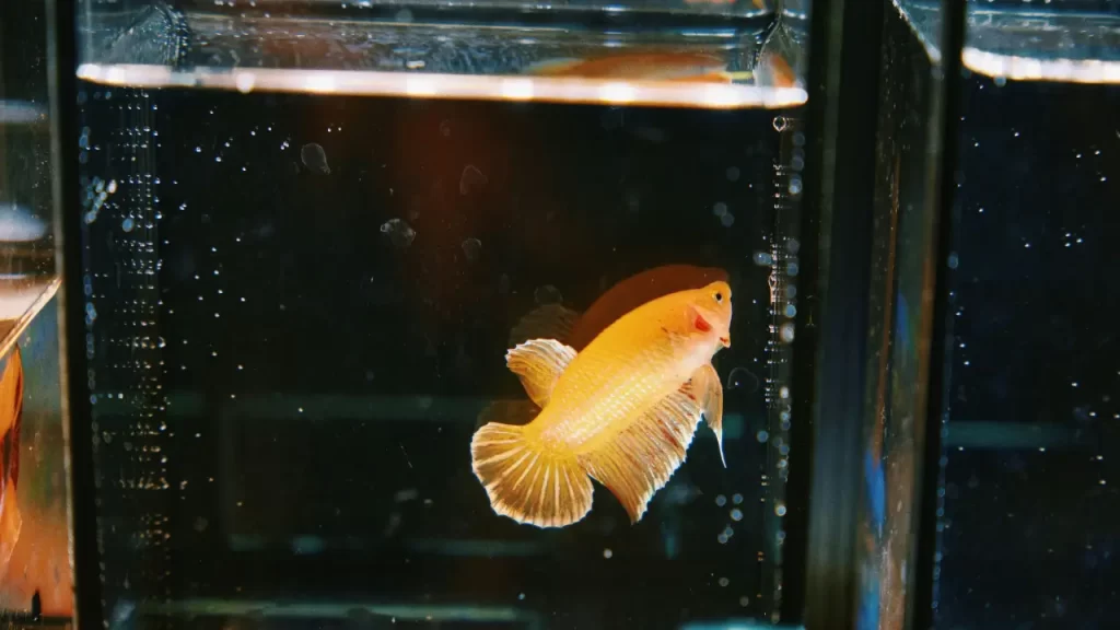 Cuidados com o Aquário e os Peixes
