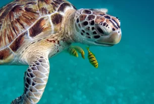 tartarugas exóticas