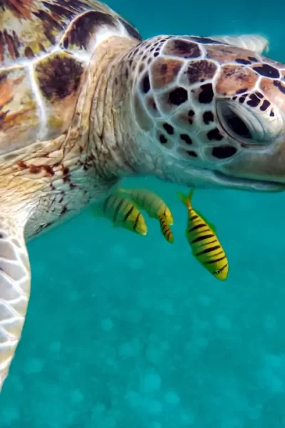 tartarugas exóticas