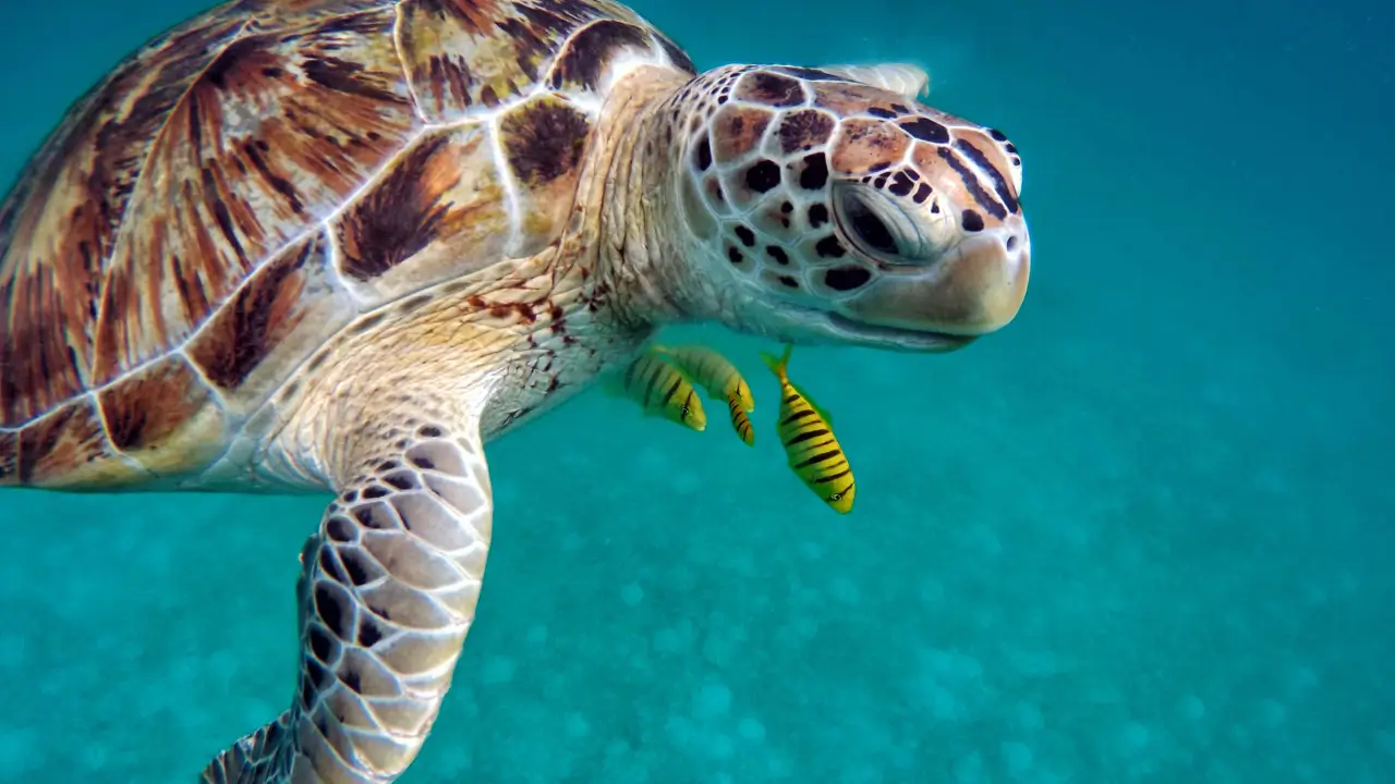 tartarugas exóticas