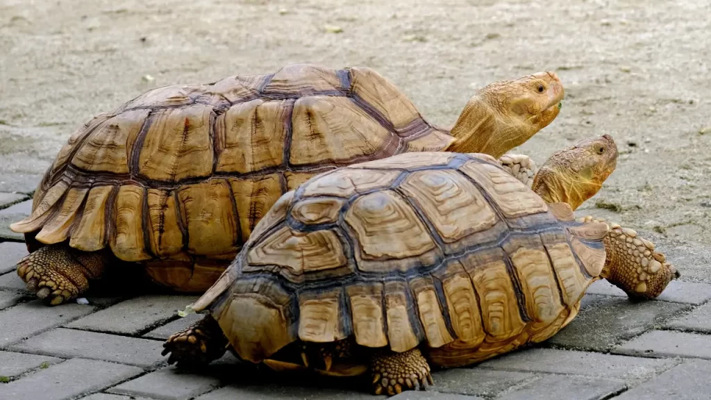 tartaruga exótica