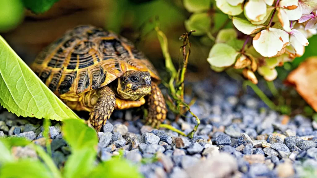 tartaruga exótica