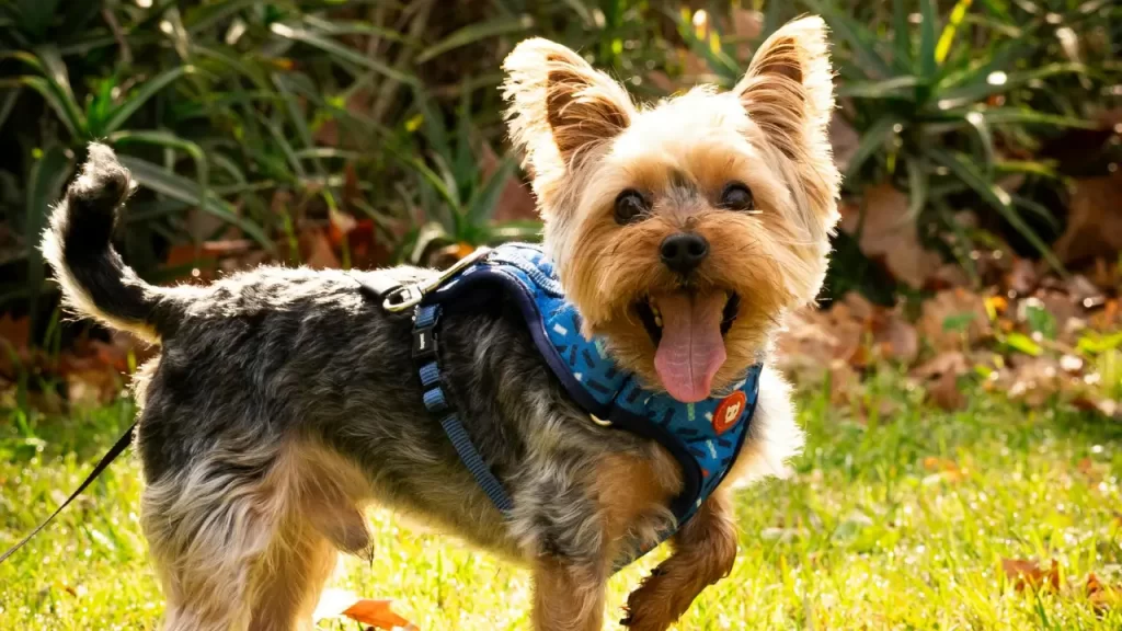 10 Raças de Cachorro que Parecem Filhotes para Sempre