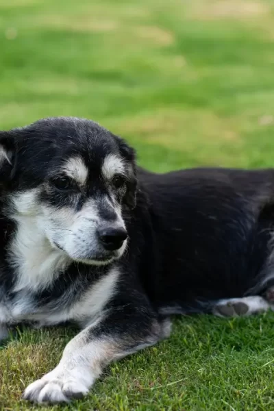 cão idoso