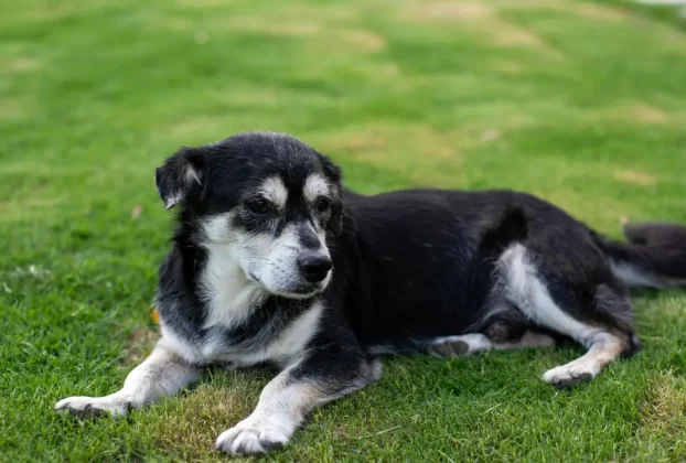 cão idoso