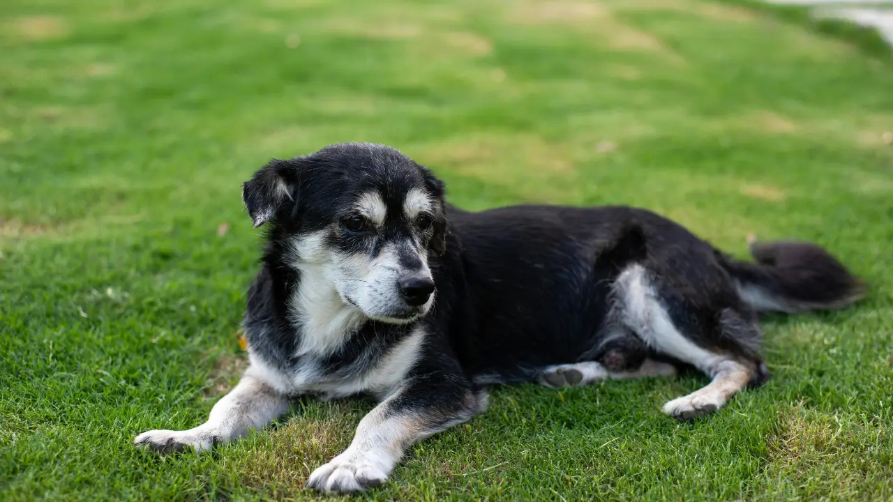 7 Dicas Essenciais Para seu cão Idoso